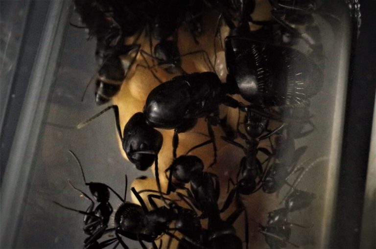 nimble_asset_59932057_2231242613655697_4568651360949501952_o